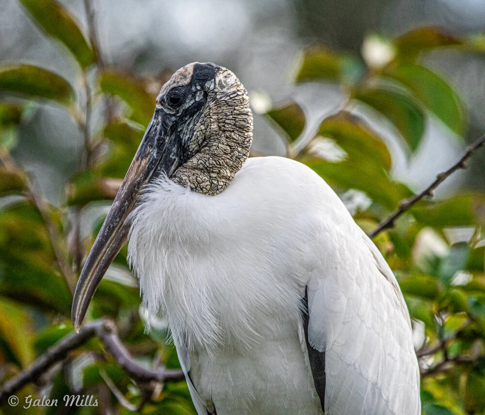 Wood stork with scaly head and long beak standing in front of green leaves.