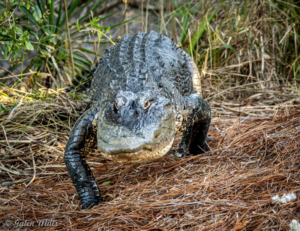 American alligator walking on dry grass in a natural habitat with green foliage.