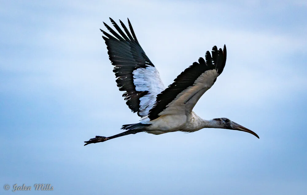 Wood stork in flight against a blue sky