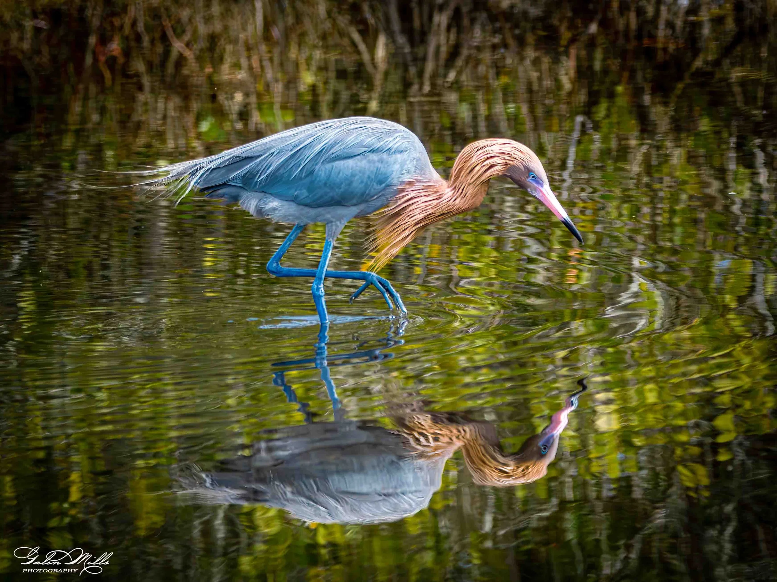 Avian Gallery-33.jpg