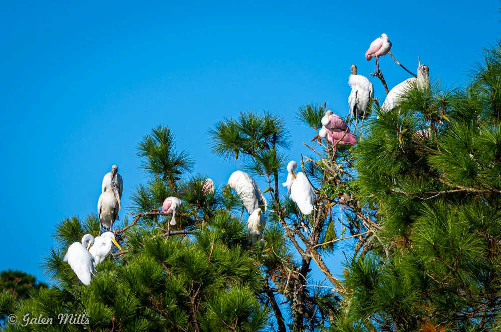 Wood storks and roseate spoonbills perched in a tree against a clear blue sky.