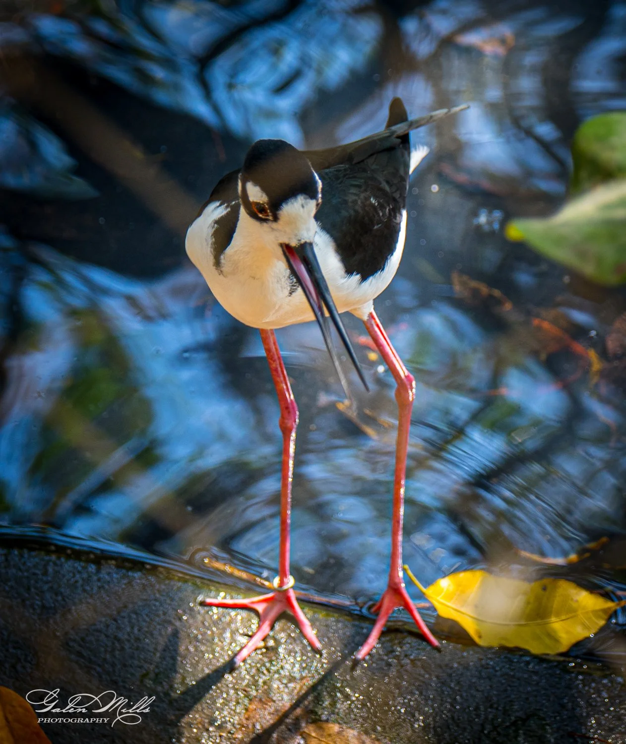 Black-necked stilt bird standing in water with reflection