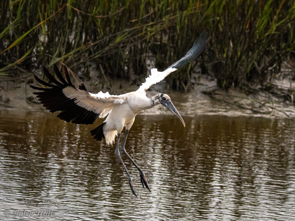 A wood stork in flight over a marshland area with reeds in the background.