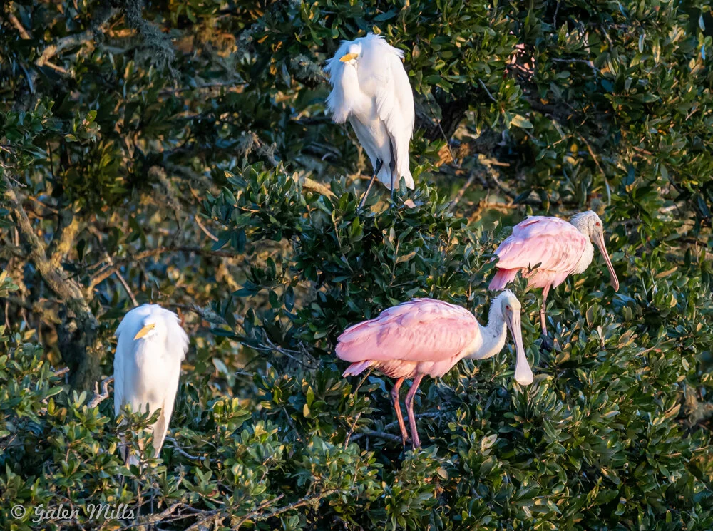 Egrets and roseate spoonbills perched in a tree.