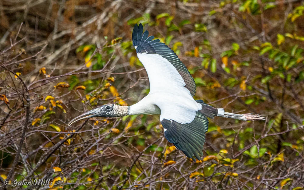 Wood stork flying with wings outstretched over a forested area.