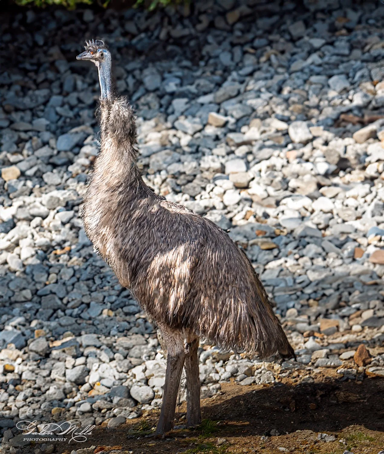 A large, flightless bird standing on a rocky terrain in sunlight, possibly an emu or rhea, with long neck and shaggy feathers.