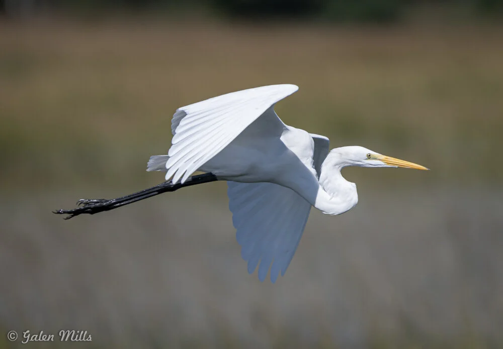 Great egret in flight with extended wings and yellow beak, in front of blurred natural background.
