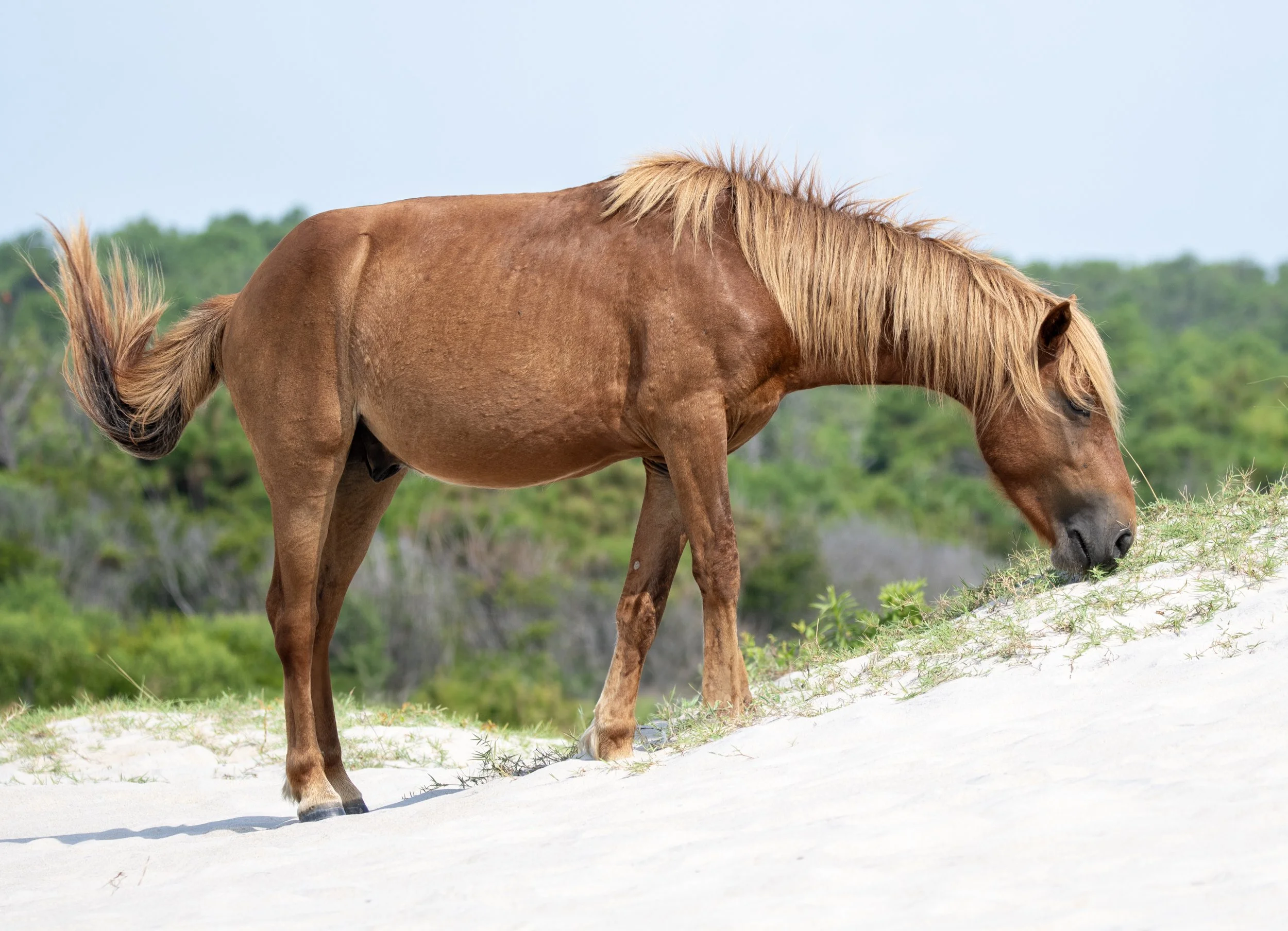Wild pony grazing on sand dune with greenery in background