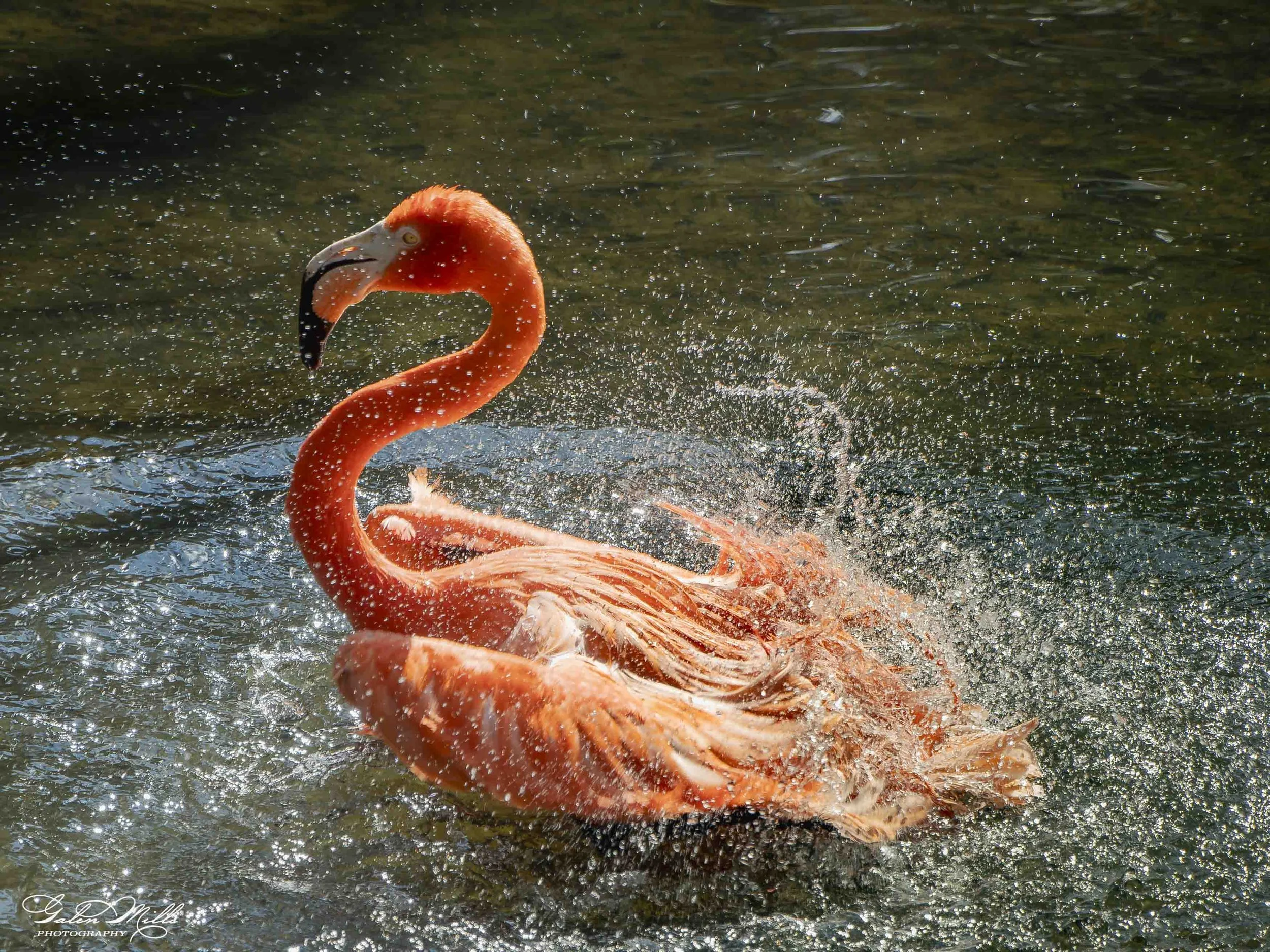 A pink flamingo swimming in water with splashes around it.