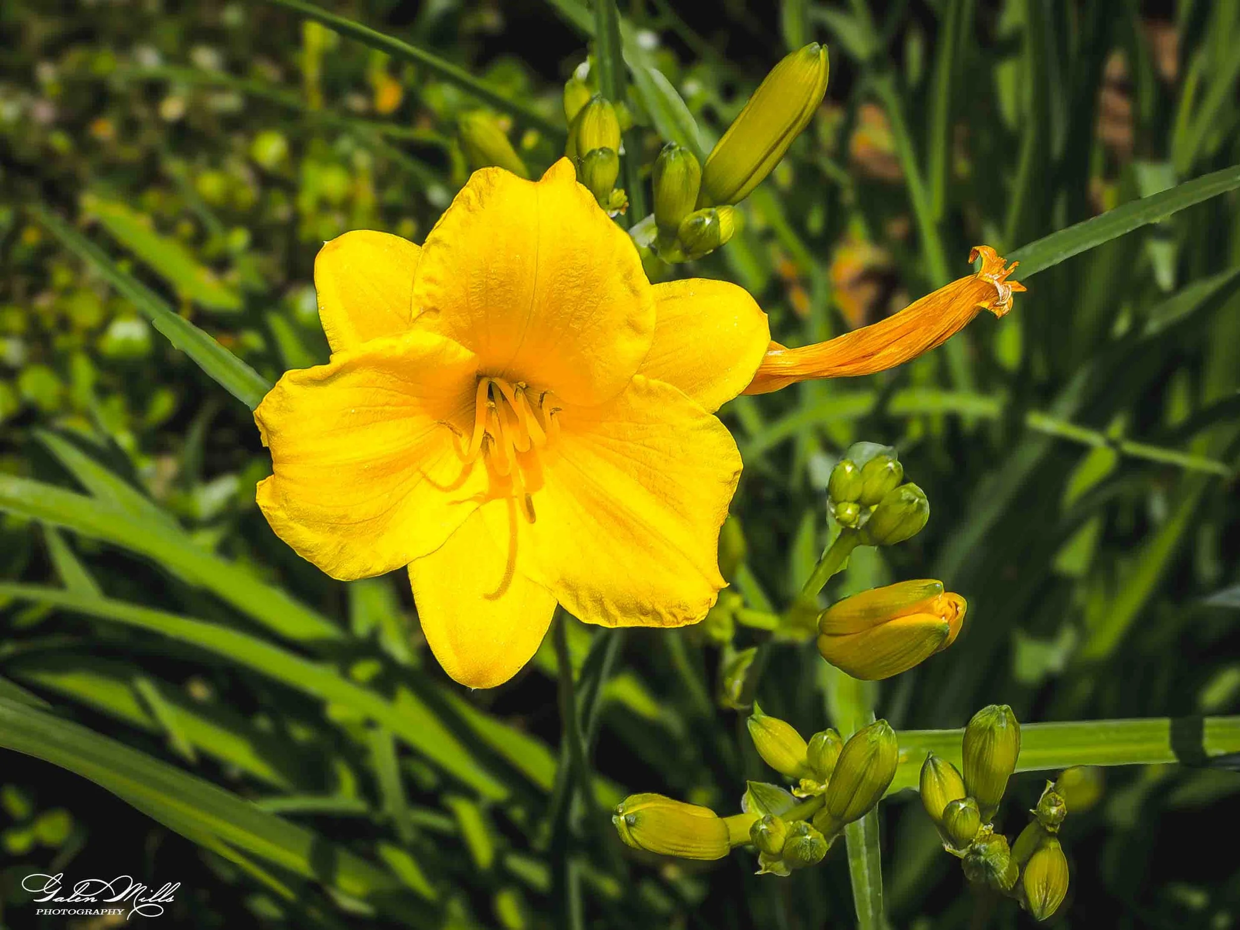 A close-up of a yellow daylily flower blooming among green foliage and unopened flower buds.