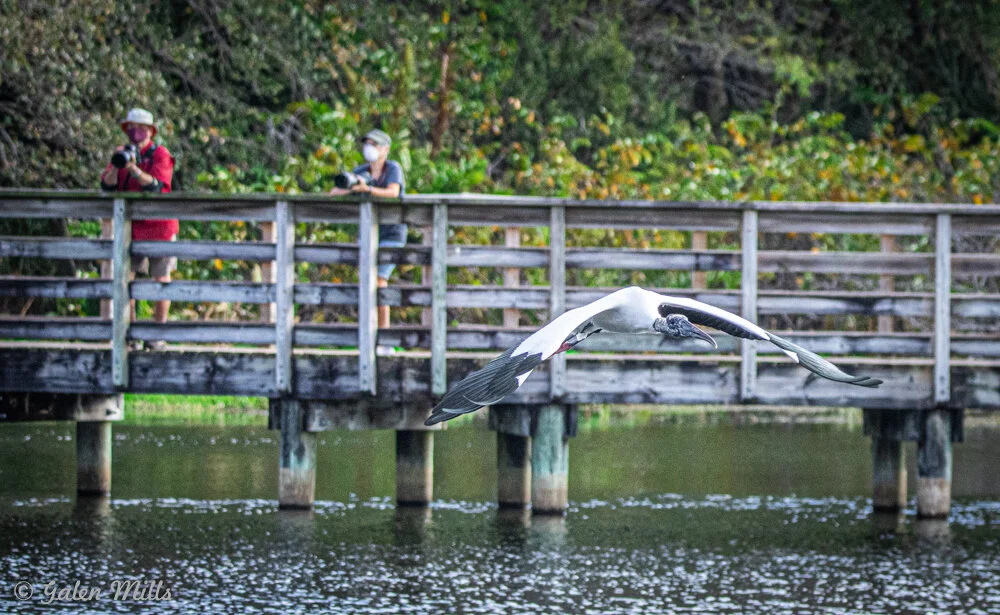 Photographers on a wooden boardwalk capturing a large bird in flight over a pond.