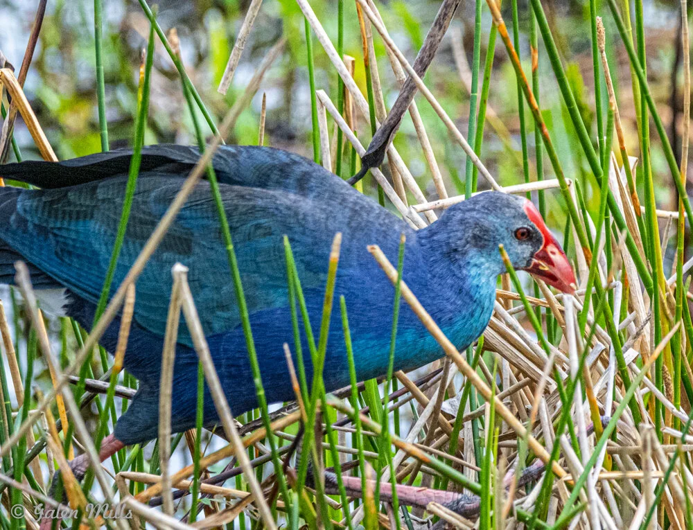 A purple swamphen, a vibrant blue and purple bird with a red beak and frontal shield, walking through reeds in a wetland area.