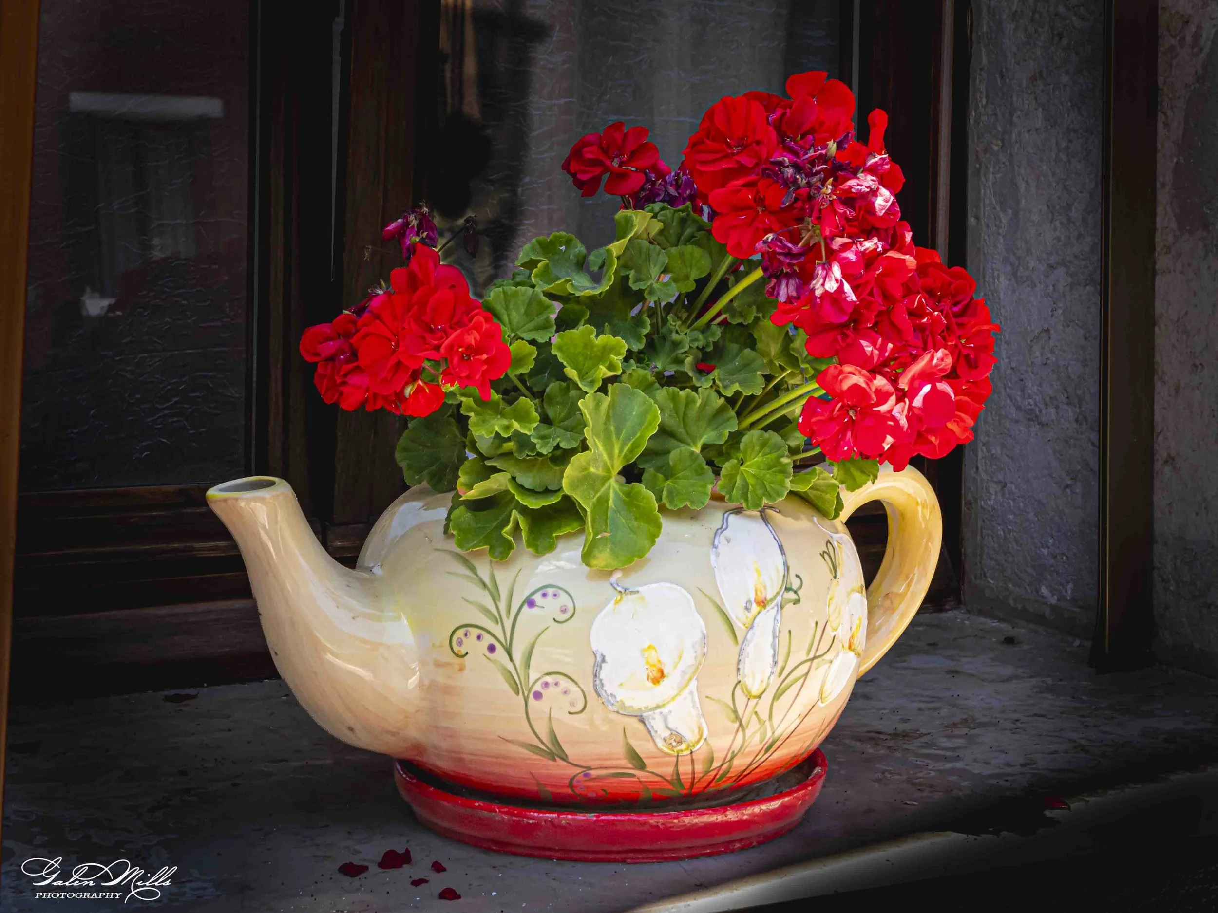 A decorative ceramic teapot with red and purple flowers inside, placed on a dark wooden surface with a dark background.
