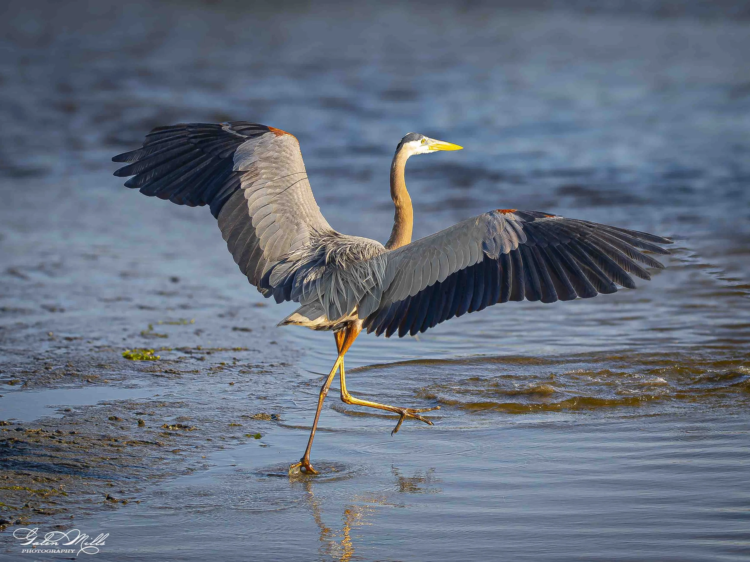 A heron standing in shallow water with its wings spread wide, standing on one leg, with a blurred water background.