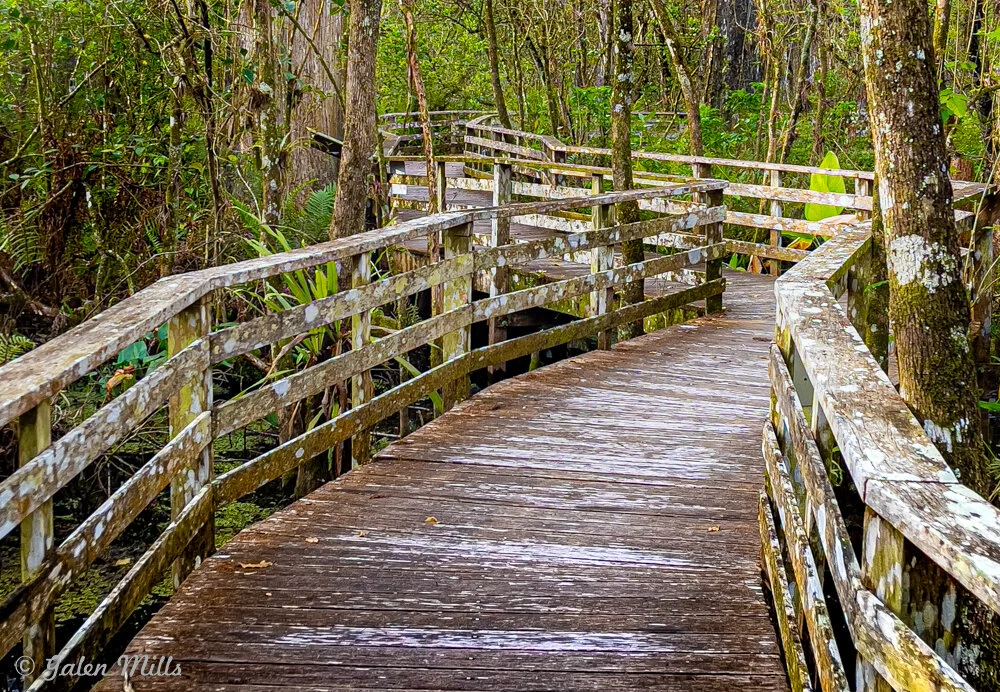 Wooden boardwalk winding through a lush forested area with green foliage and trees.
