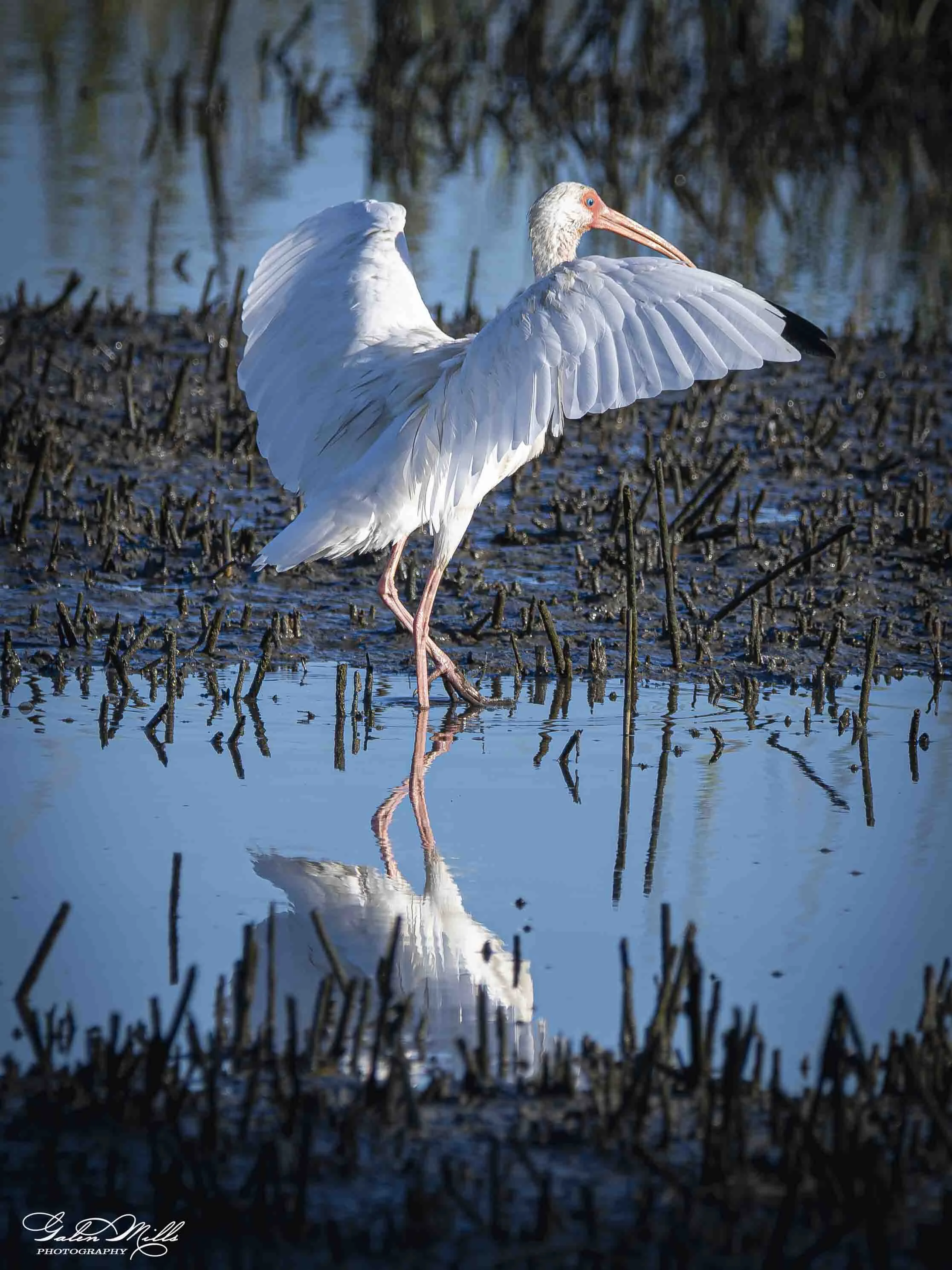 A white ibis with spread wings standing in shallow water with branches and vegetation, with its reflection visible in the water.