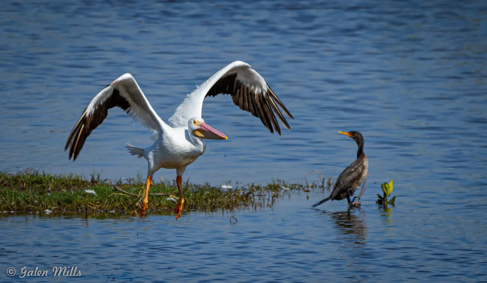 A white pelican with open wings preparing to land next to a cormorant standing in shallow water on a sunny day.