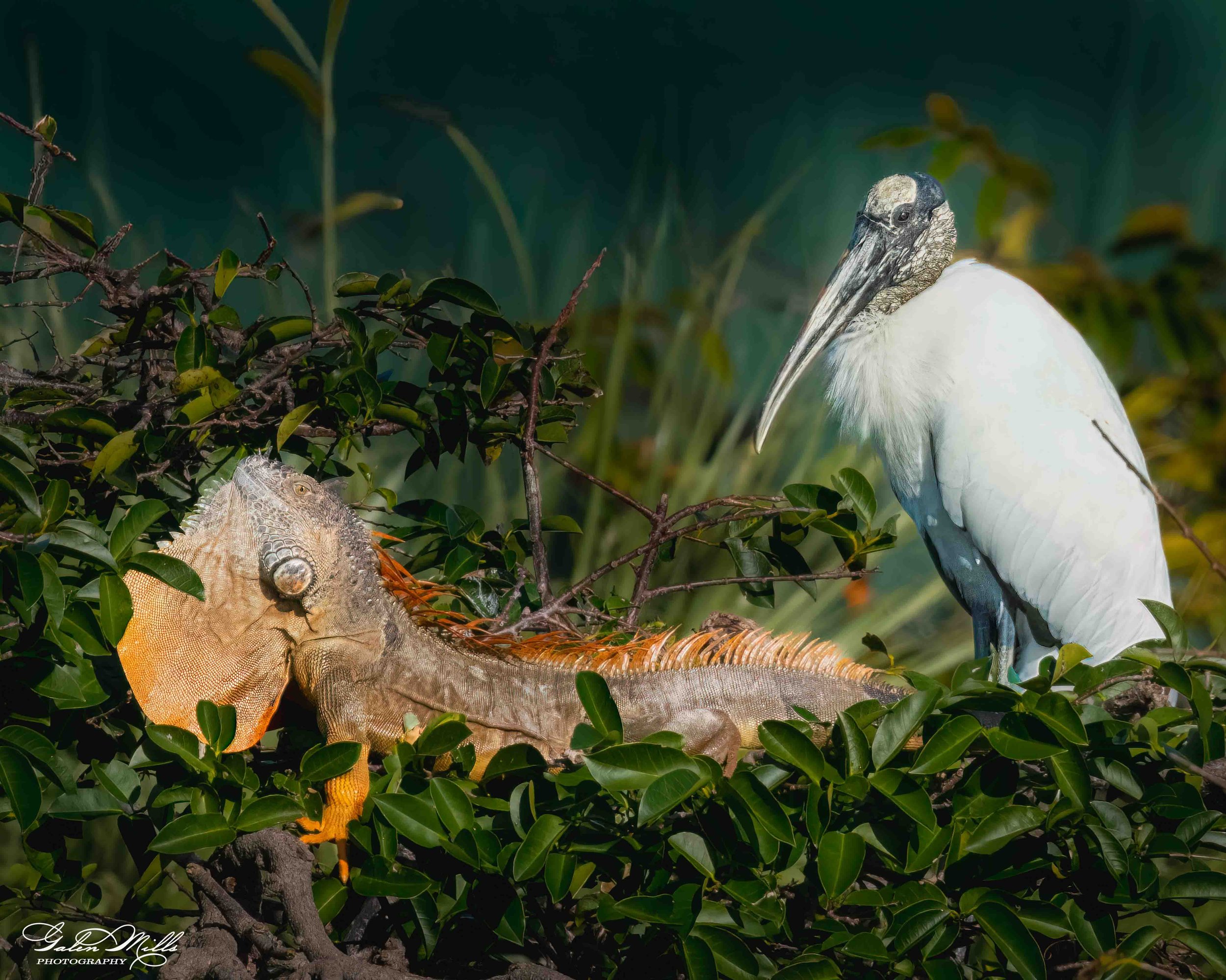 Avian Gallery-64.jpg