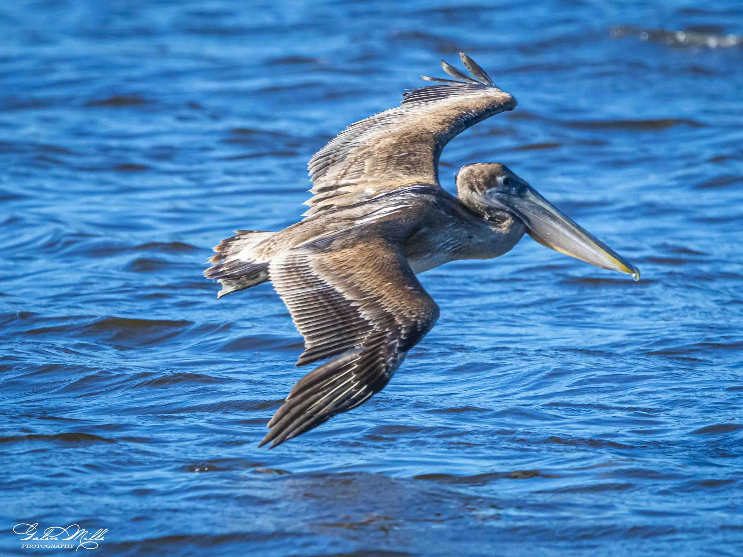 Water birds  Horz-16.jpg