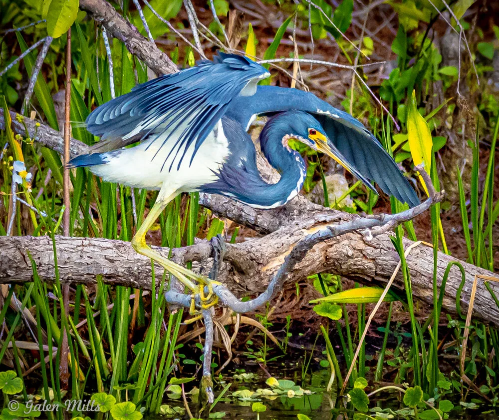 Tricolored heron with wings outstretched standing on a branch in a lush, green wetland environment.