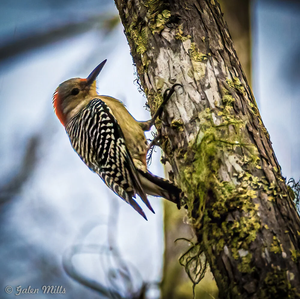Woodpecker with red head and zebra-striped wings on a moss-covered tree trunk.
