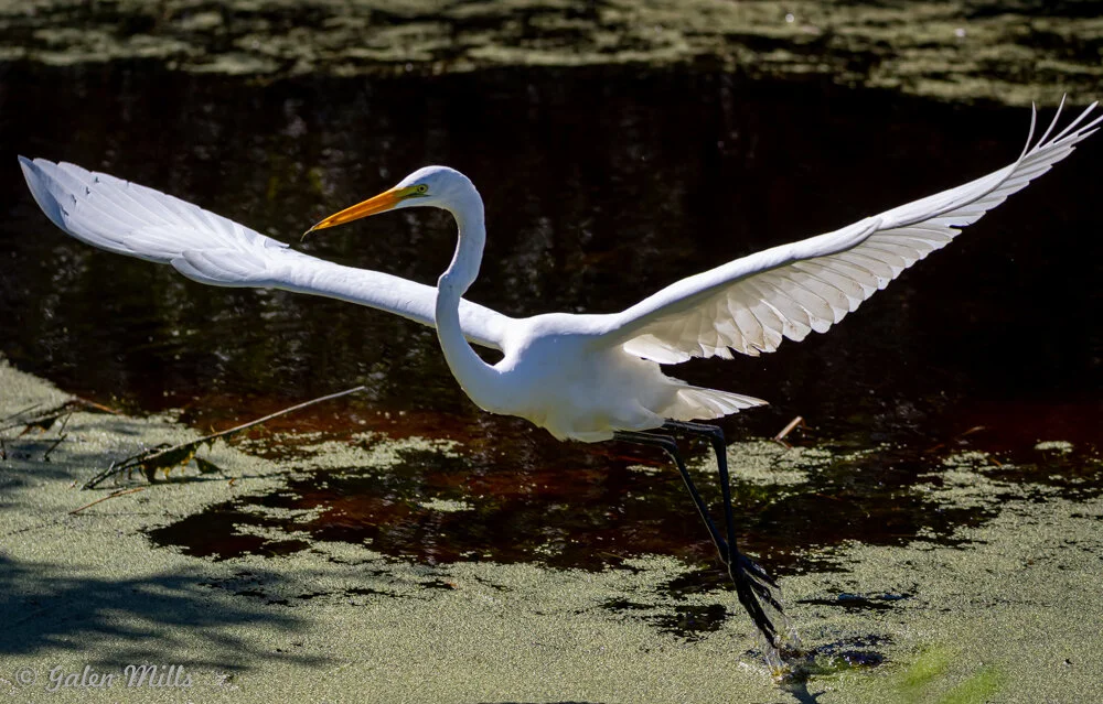 Great egret with open wings in water habitat
