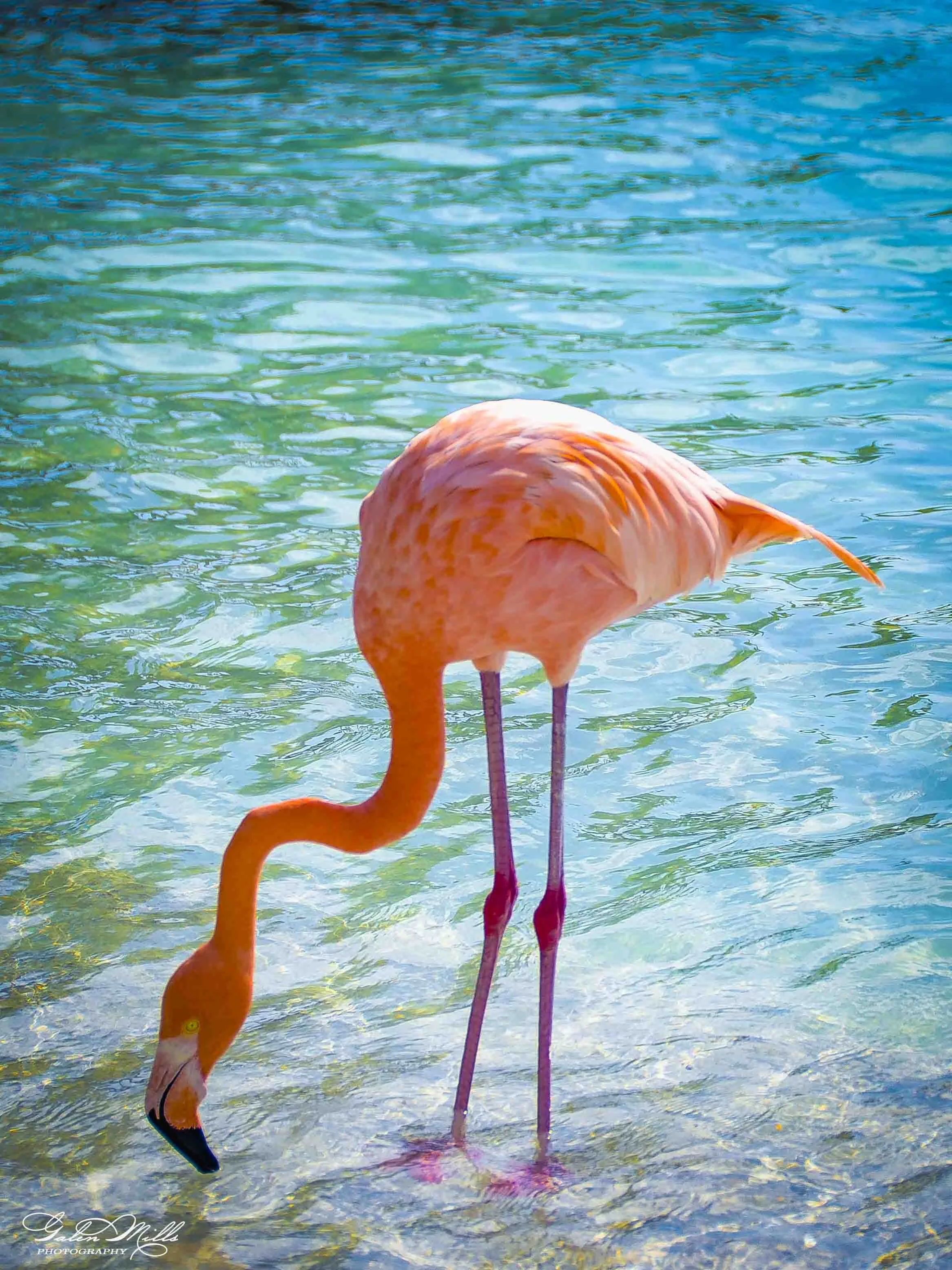 A pink flamingo standing in shallow water with a colorful, rippled surface.