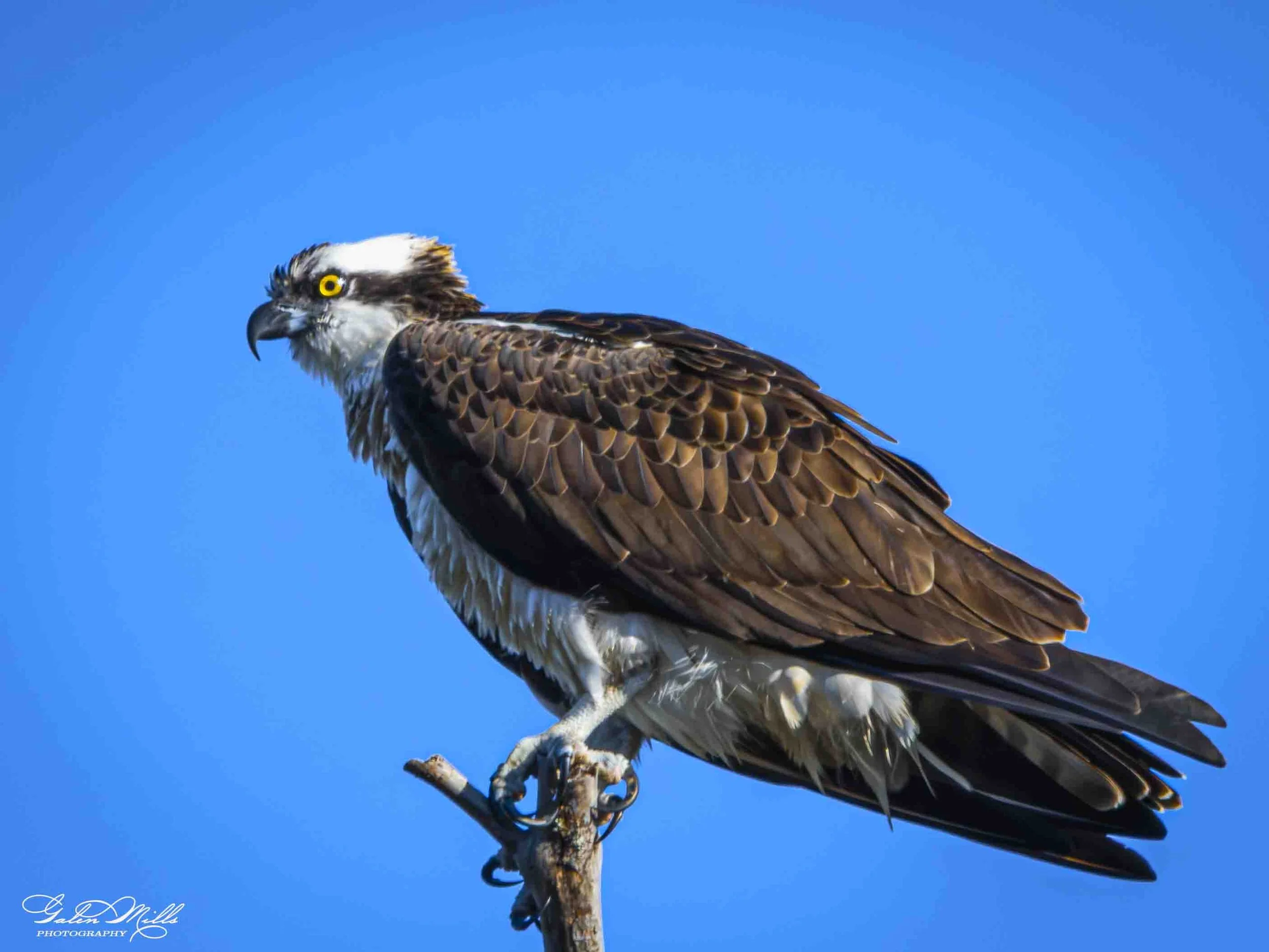 An  osprey, perched on a tree branch against a clear blue sky. The bird has brown and white feathers, a sharp curved beak, and yellow eyes.