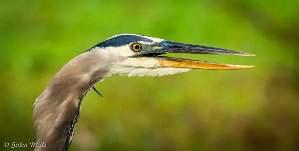Close-up of a great blue heron's head with an open beak against a blurred green background.