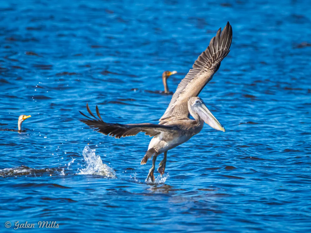 A brown pelican taking off from the water with wings extended, surrounded by blue water. Several other birds are visible in the background.