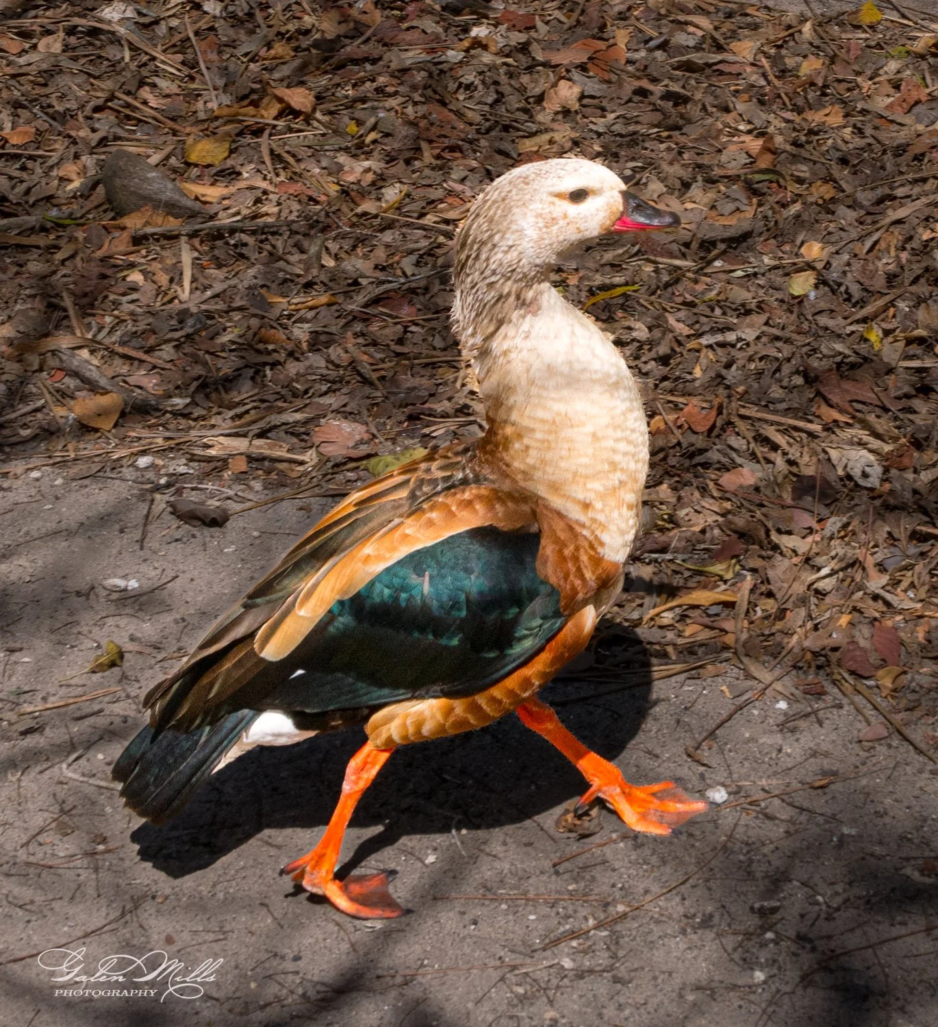A colorful bird walking on a dirt path surrounded by dried leaves, displaying vibrant plumage and orange feet.