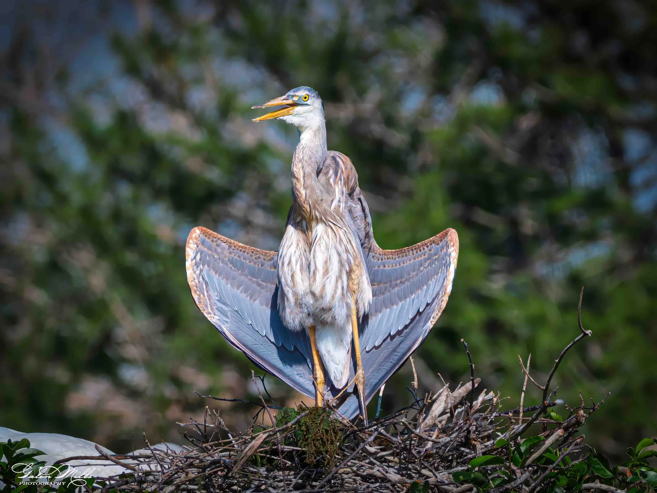 Avian Gallery-43.jpg