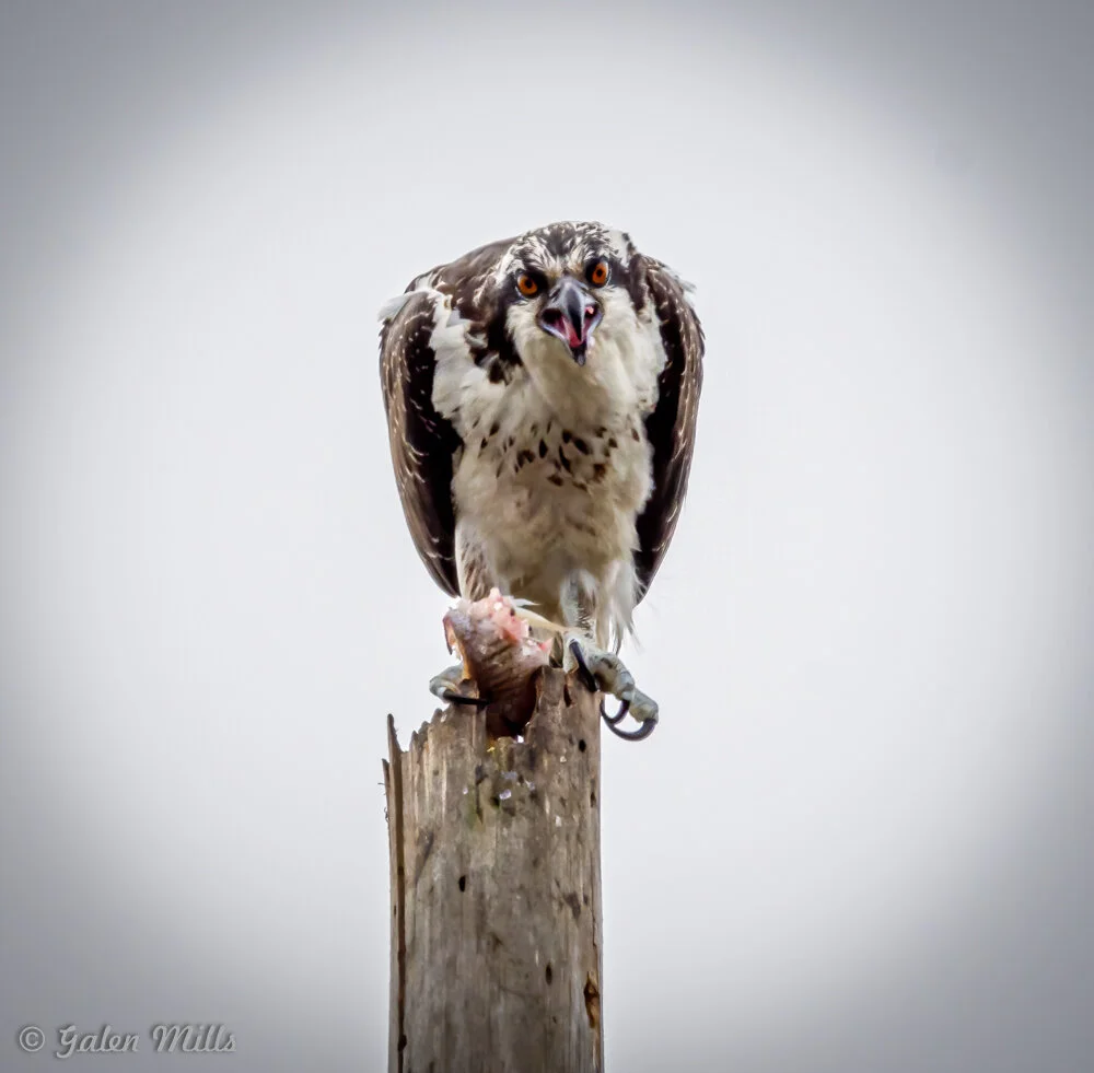 Osprey perched on a wooden post with a fish in its talons, against a gray sky.