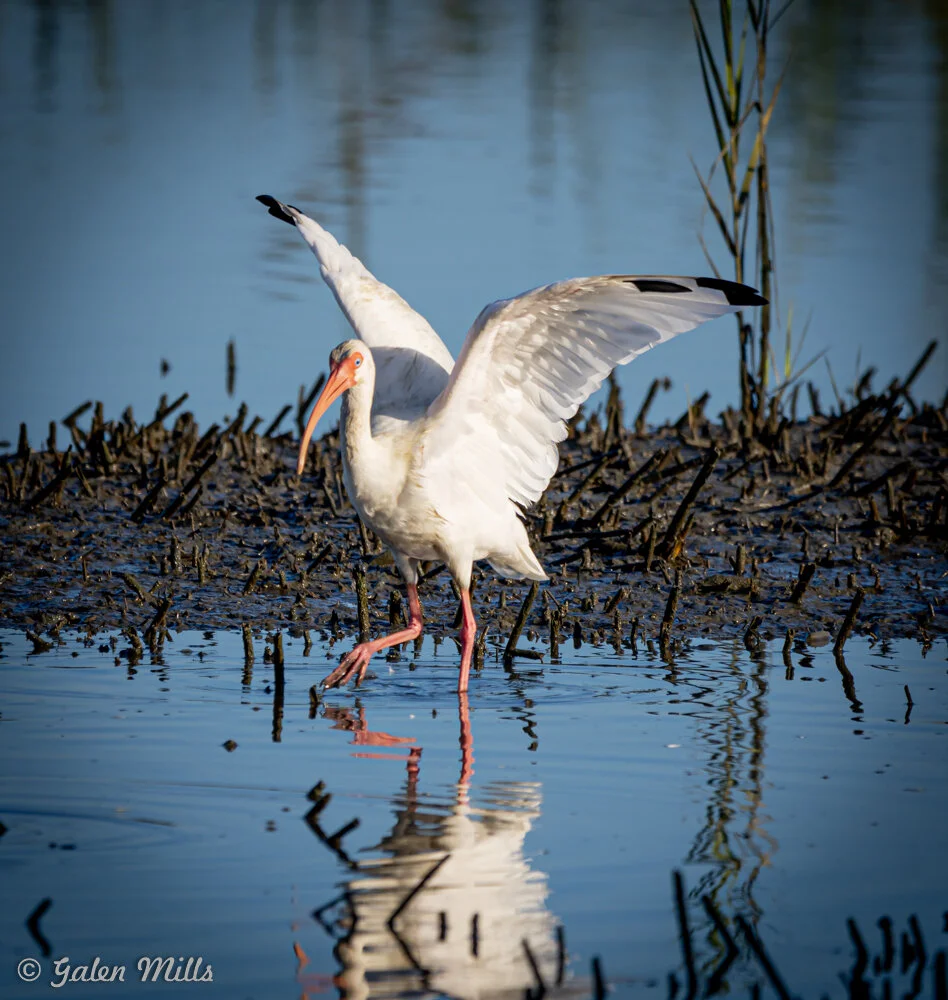 A white ibis with wings spread standing in shallow water, surrounded by wetland vegetation.