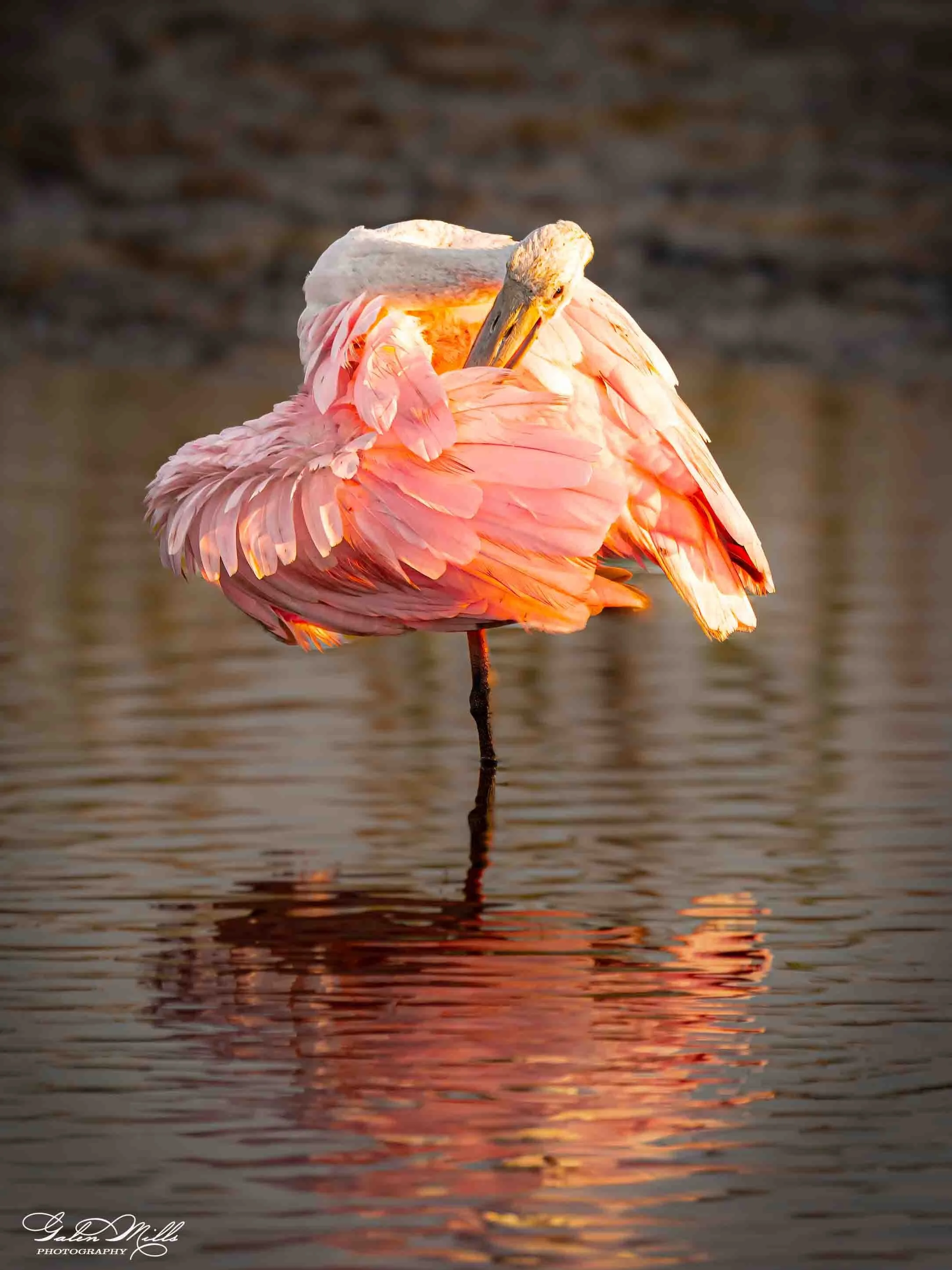 Avian Gallery-10.jpg