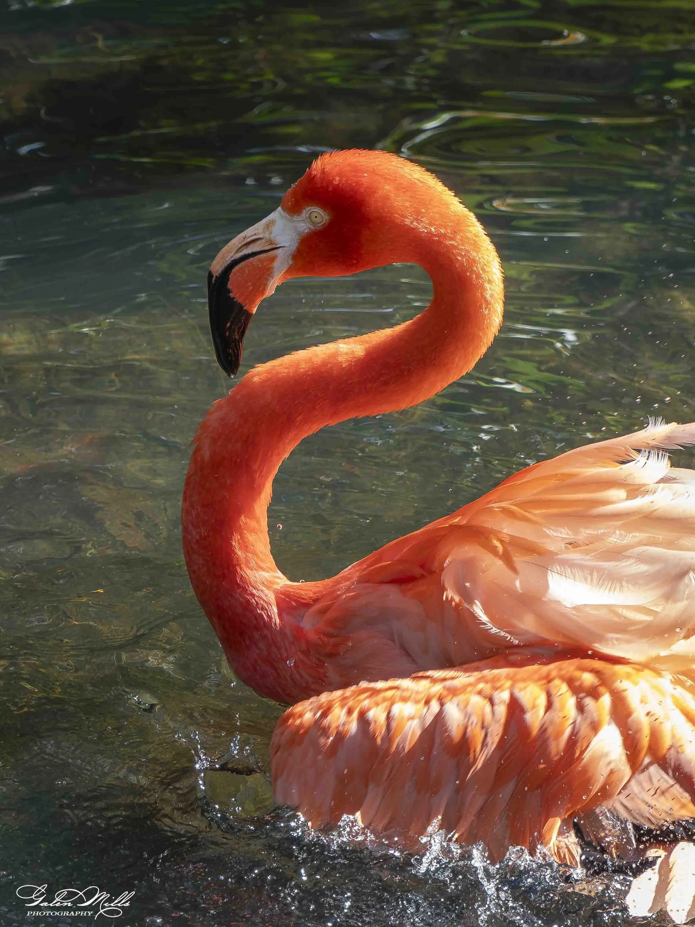 A close-up of a pink flamingo swimming in dark water with ripples, showing its long S-shaped neck, pale eye, and downward curved black-tipped beak