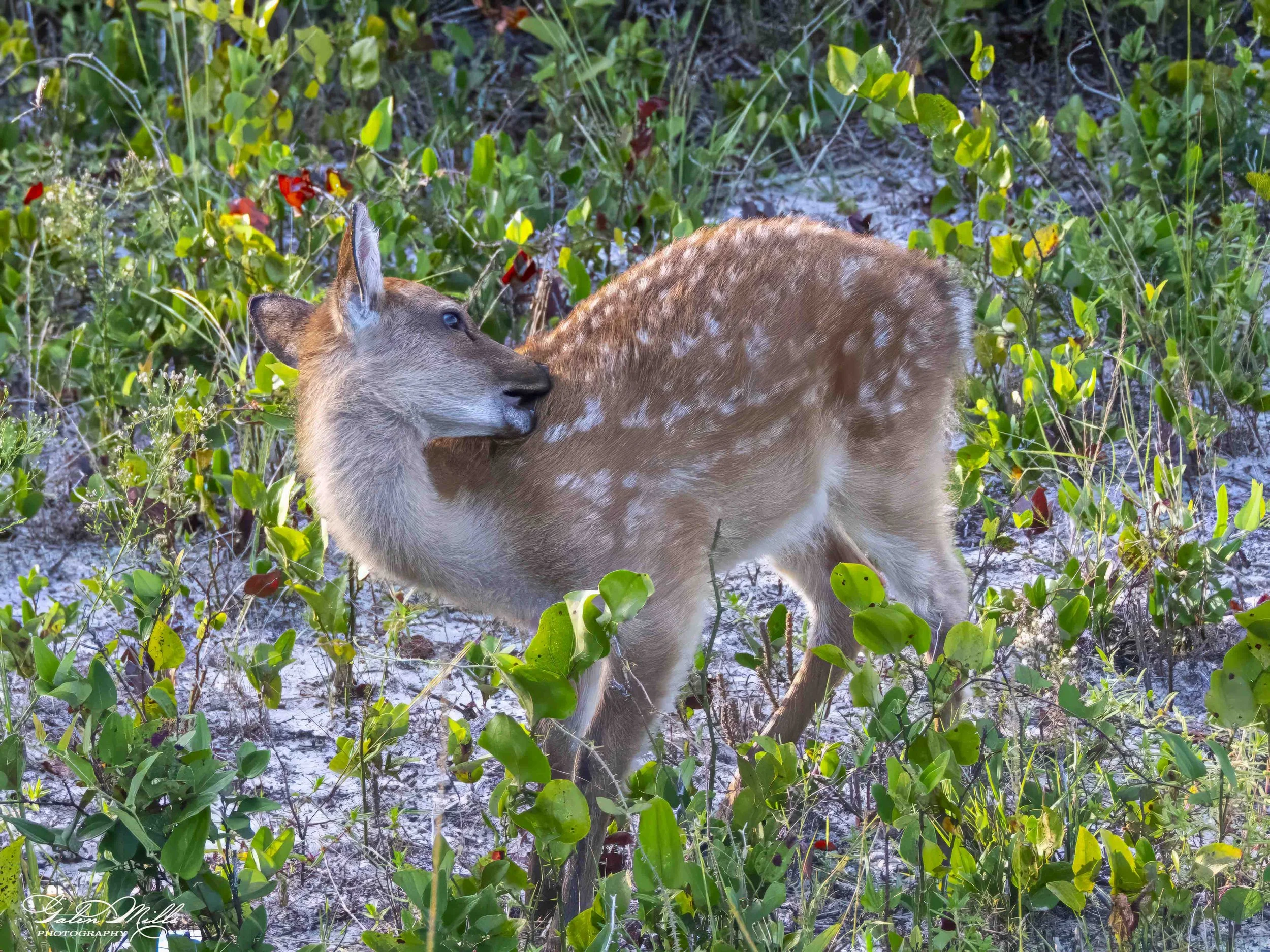 SS Wildlife a-74.jpg