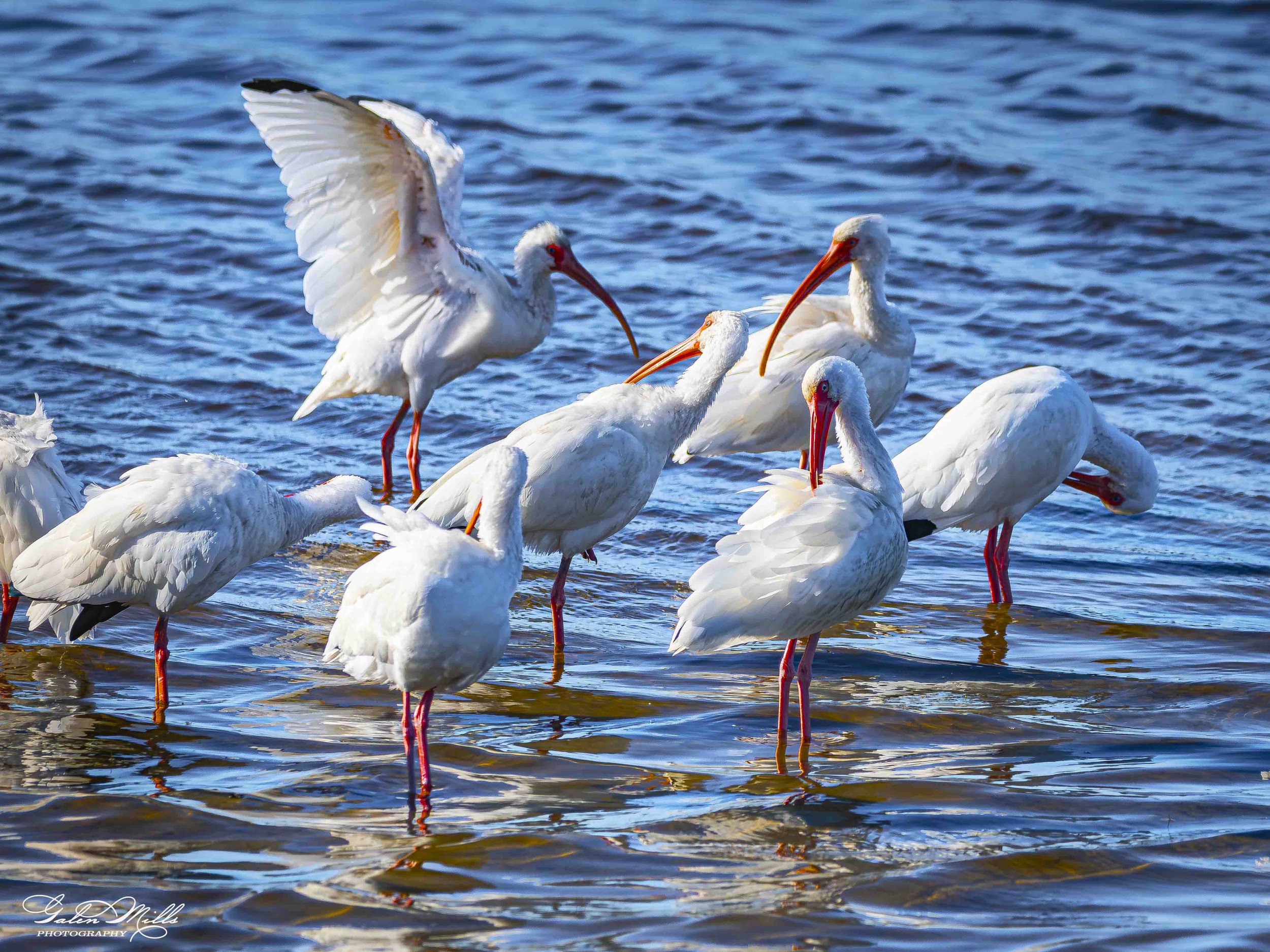 A group of ibis in water, some are floating and one is flapping its wings.
