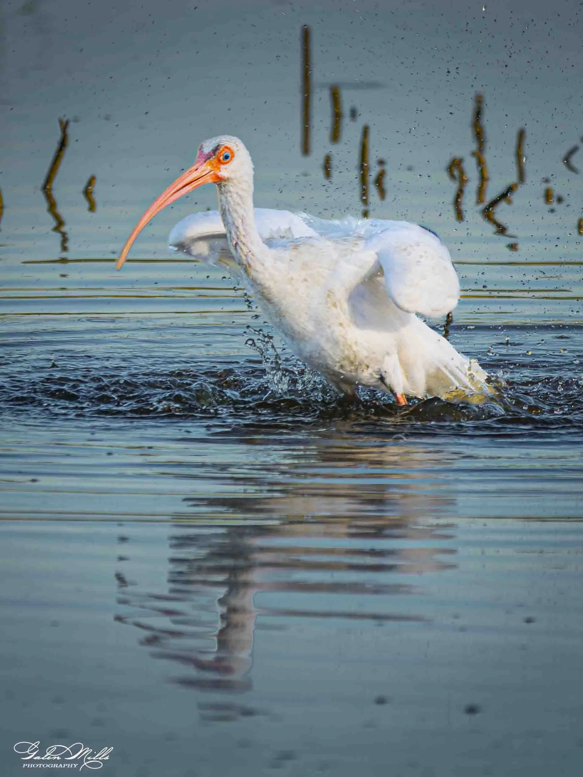 A white ibis with a long orange bill swimming in a body of water with reeds and calm water reflections.