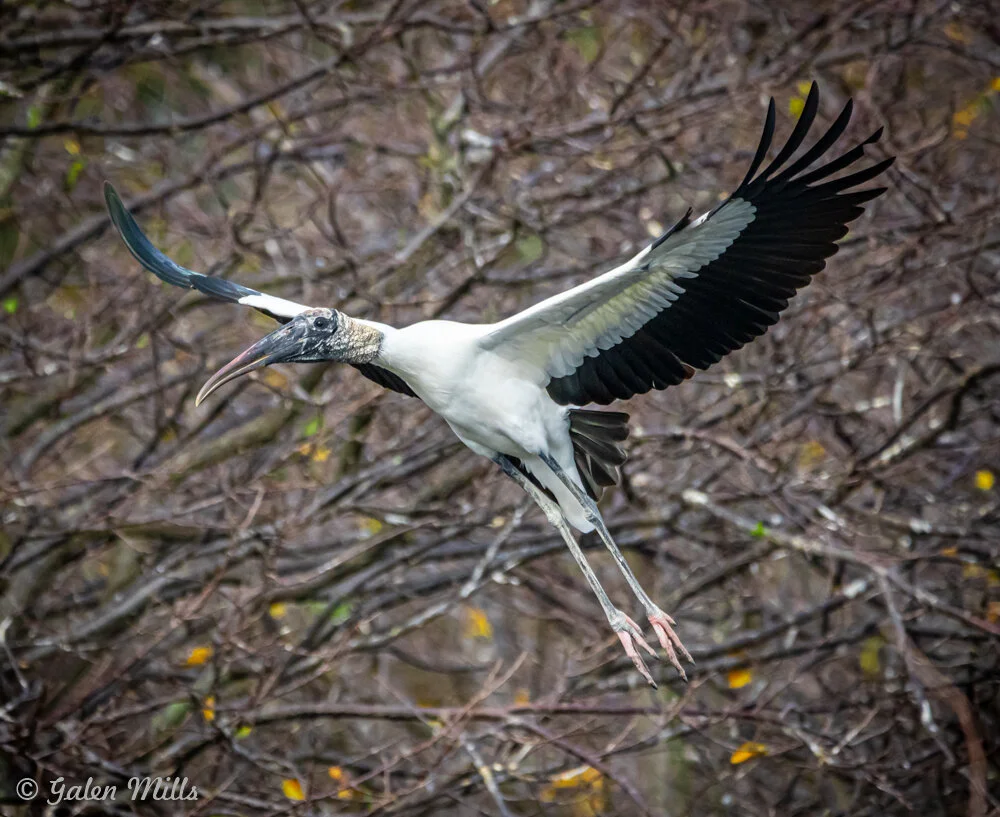 Wood stork in flight with spread wings against a backdrop of bare branches.