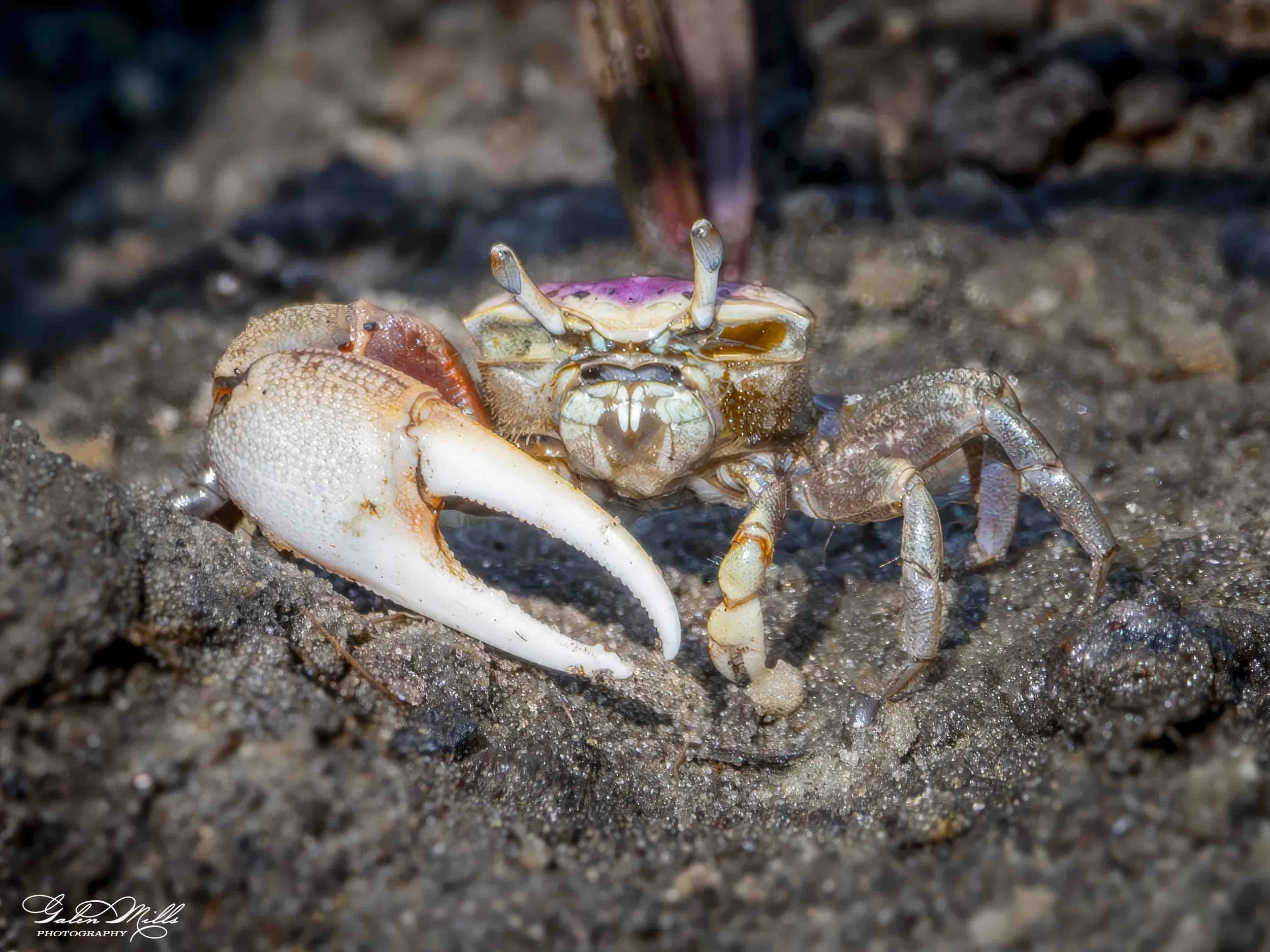 A close-up photo of a crab emerging from wet soil or sand on a beach or shoreline.