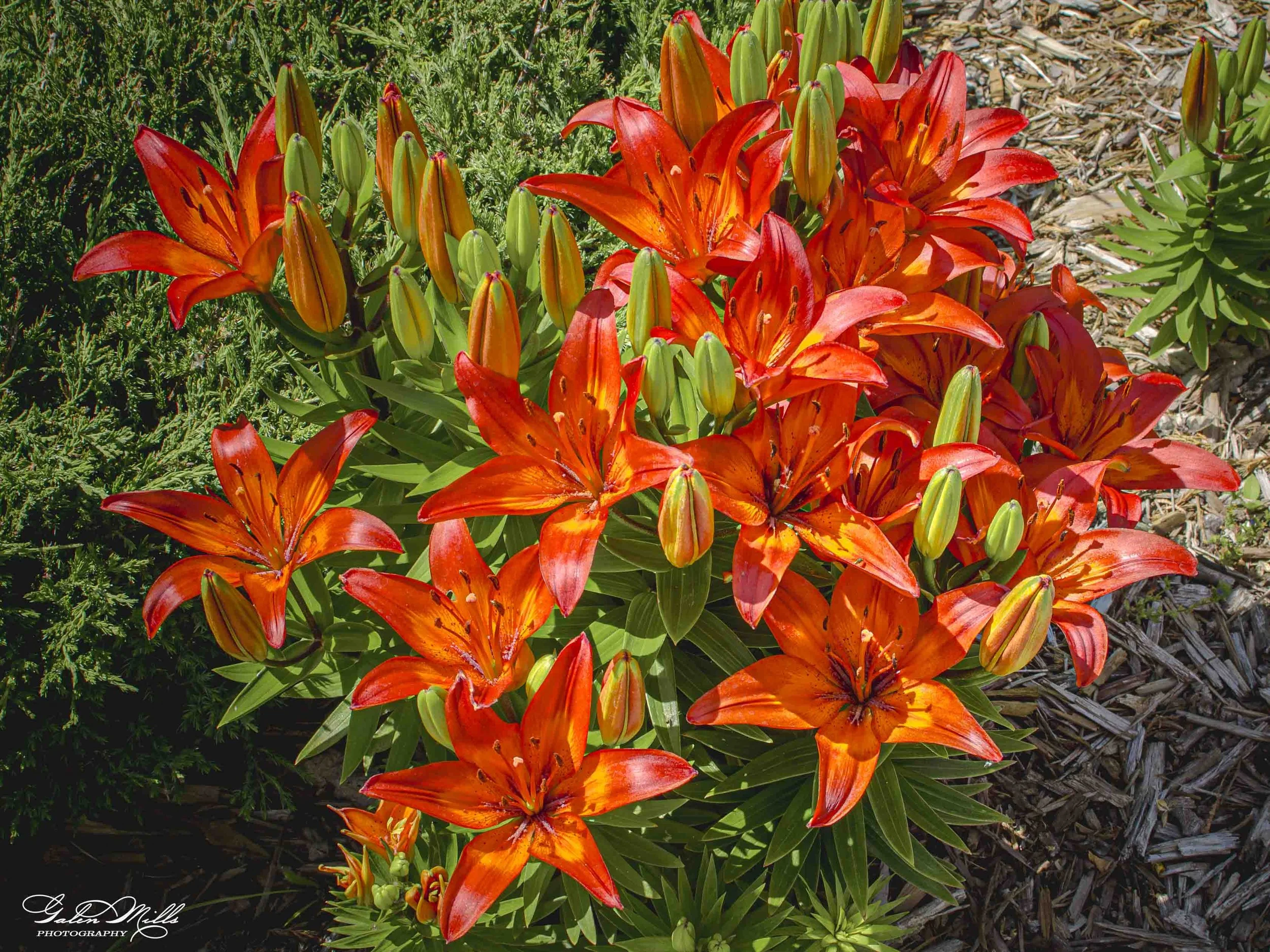 A cluster of bright orange lilies with some green buds surrounded by green foliage and wood mulch.