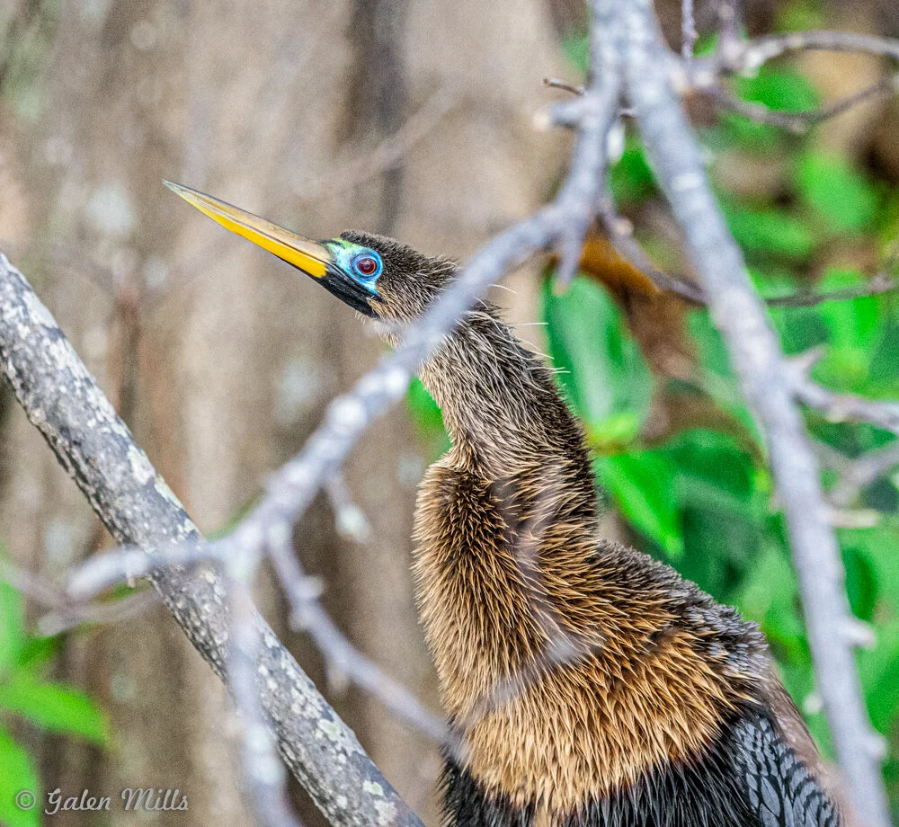 Anhinga bird with long neck and sharp beak perched among branches in a forested area.