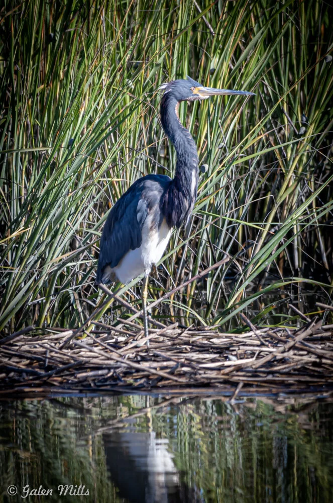 A heron standing among reed plants by a water's edge.
