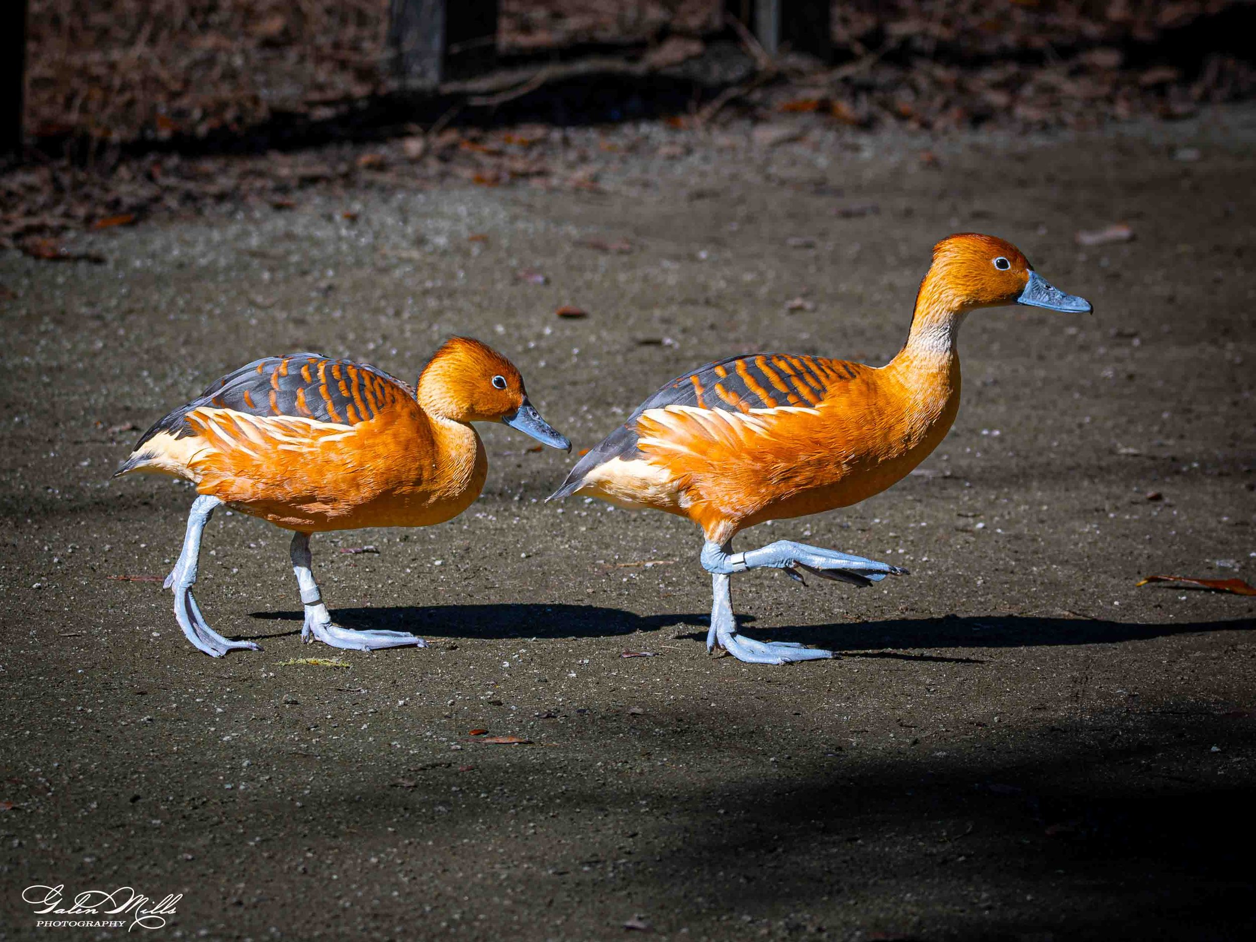Avian Gallery-14.jpg