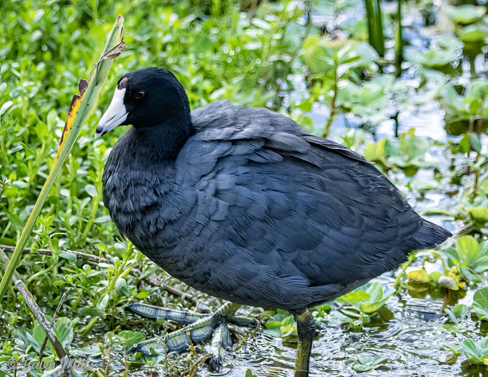 American coot standing in water with green vegetation, displaying its black plumage and white beak.