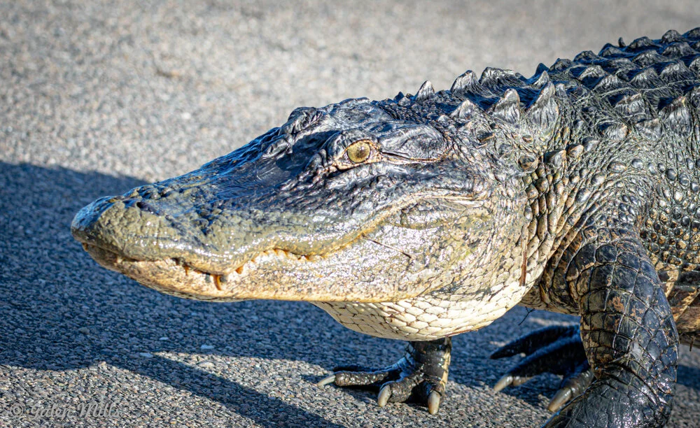 Close-up of a large alligator on a paved surface, showcasing its textured skin and sharp teeth.