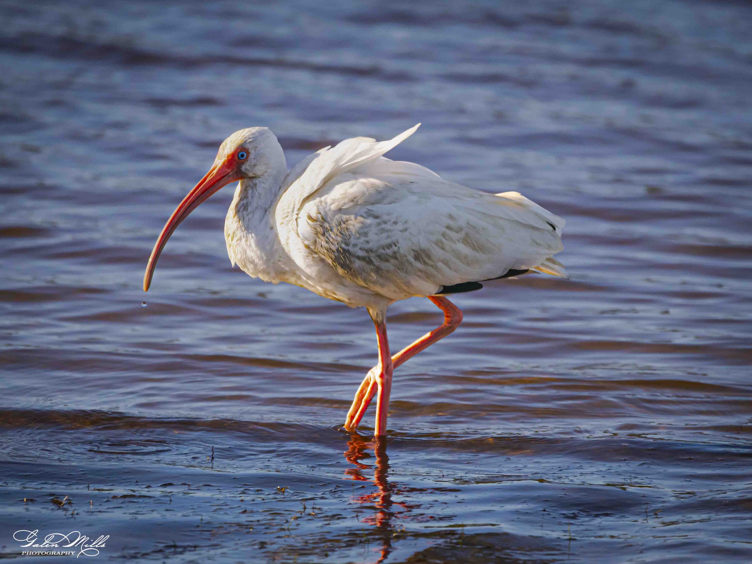 A ibis standing in shallow water. The bird has a long orange bill and blue eyes. The water has gentle ripples and reflects the pelican's orange legs.