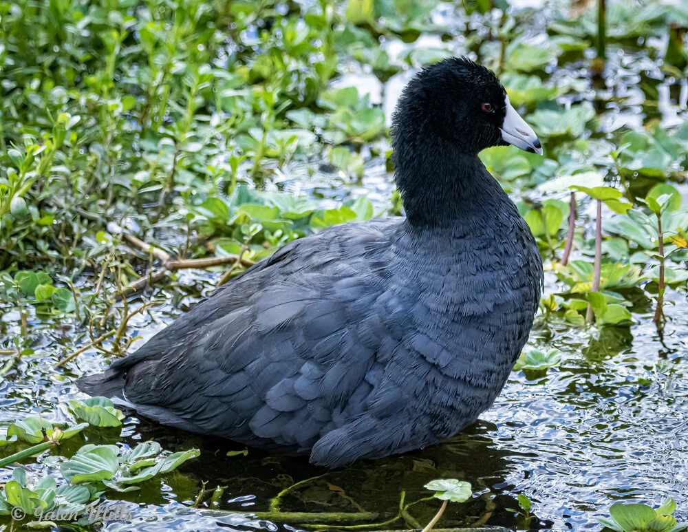 American coot standing in water surrounded by green vegetation.