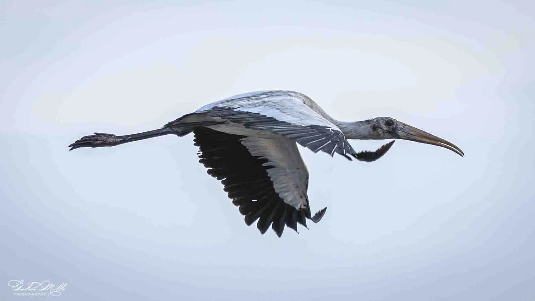 A stork flying against a pale blue sky.